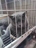 貓傳腹針劑水劑油劑干濕性腹膜炎消腹水針劑片劑貓咪肚子大食欲差 加強版油性針劑4瓶6ml濃度20 曬單實拍圖