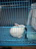 威毕兔笼兔子笼家用室内专用大号荷兰猪豚鼠松鼠刺猬小型狗笼方便清粪 蓝色特大号-6件套 实拍图