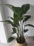 瑰瑋 天堂鳥(niǎo)盆栽鶴望蘭大型辦公室植物家居客廳北歐室內真花綠植 高90-100含編織籃 含盆 曬單實(shí)拍圖