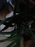 劉閣蘭花蘭花好養盆栽花卉盆景 矮種青葉 精品達摩爪 冬帶香花出售蘭花苗 4苗非連體裸根 曬單實(shí)拍圖
