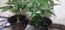 客廳辦公室大型植物大盆景室內獨干大發(fā)財樹(shù)辮子 迷你發(fā)財樹(shù)盆栽 獨桿發(fā)財樹(shù)50-70厘米高 曬單實(shí)拍圖
