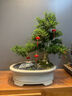 潮裕盆景黃楊木老樁盆景室內外好擺放送禮佳品庭院客廳玄關(guān)辦公室陽(yáng)臺造景 黃楊盆景20 高端盆景/一物一拍 曬單實(shí)拍圖