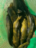 HF塘角魚(yú)黃骨魚(yú)專(zhuān)用腥香餌料野釣黑坑黃辣丁窩料釣塘鲺魚(yú)鯰魚(yú)昂刺魚(yú) 三瓶 曬單實(shí)拍圖