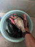 儒煜 紅色風(fēng)暴鯽魚餌料紅蟲風(fēng)暴大鯽終結(jié)者四季腥香味釣魚野釣魚餌 大鯽終結(jié)者+新紅蟲風(fēng)暴 2包共800g 曬單實(shí)拍圖