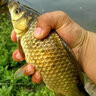 浮煙山斑點線組釣魚線套裝全套綁好的釣魚主線成品線野釣黑坑鯽鯉釣組 斑點線組【1卷】 5.7米 2.5號 曬單實拍圖