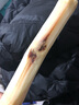 囧仙子廣西黑皮甘蔗新鮮現(xiàn)孕婦水果應(yīng)季榨汁脆甜桿批發(fā)5-9斤 黑皮甘蔗 9斤裝+刀 曬單實(shí)拍圖