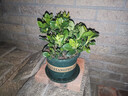 雅卉 大綠植發(fā)財樹盆栽梔子花大型植物室內(nèi)辦公室客廳商場開業(yè)喬遷 梔子花110中杯 含盆 曬單實拍圖