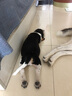 帥帥名寵帥比格犬小型短毛犬保純種活體寵物幼犬  英國小獵犬60天健康保障 寵物級(jí) 曬單實(shí)拍圖