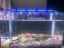 森森（SUNSUN）熱彎魚缸免換水懶人生態(tài)魚缸小型水族箱白玻璃金魚缸水草缸 熱彎超白長(zhǎng)50cm裸缸 曬單實(shí)拍圖