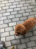 嬉皮狗（hipidog）寵物物狗狗沐浴露抑菌除螨除臭持久留香泰迪金毛貓洗澡液香波專(zhuān)用 【全犬種護毛素】控油+除臭+美毛 曬單實(shí)拍圖