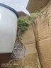 文竹盆栽植物室內(nèi)辦公室綠植花卉盆栽盆景四季常青小盆栽 文竹+懶人吸水盆 曬單實(shí)拍圖