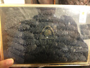 參小妹 大連淡干海參 底播野生遼刺參 干參海海鮮干貨 禮盒裝 9A一斤30-50頭 曬單實(shí)拍圖