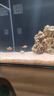 奶嘴海葵超奶珊瑚活體?？铙w珊瑚活體奶嘴珊瑚活體配小丑魚(yú)共生 超奶綠奶嘴 5-6CM 曬單實(shí)拍圖