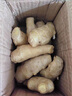 鮮級佳山東生姜新鮮干姜安丘大姜月子姜老姜水洗風(fēng)干鮮姜老黃姜現(xiàn)挖現(xiàn)發(fā) 500g 曬單實(shí)拍圖