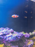 光特億海水魚專用鹽小丑魚鹽海水魚缸專用珊瑚鹽水族觀賞魚海水鹽 光特億海水鹽5000g 曬單實拍圖