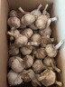 鶴來香山東金鄉(xiāng)大蒜頭紫皮新蒜蔬菜大祘農(nóng)家多瓣新鮮紅皮蒜當季新大頭蒜 干蒜【中果3.5-4.5cm】2.8斤 精品新大蒜 曬單實拍圖