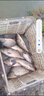 富源百川帝道秦黑坑竿8h臺釣竿飛磕竿暴力竿偷驢綜合竿輕量版高碳競技釣竿 3.3m 8H黑坑竿飛磕斤鯽 曬單實拍圖