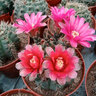 納格蘭緋花玉開(kāi)花仙人類(lèi)稀有多肉花卉盆栽易活 2 12緋花玉直徑5--8厘米 含盆 曬單實(shí)拍圖