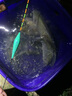 狂釣手池?？襻炇值瑰F空心尾納米漂加粗醒目近視魚(yú)漂鯽魚(yú)漂高靈敏鯉魚(yú)漂 空心尾A-023（鯽魚(yú)兼小混養漂） 3號一支 曬單實(shí)拍圖