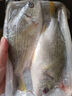 蝶島船說 東山島海釣黃翅魚 海捕海魚冷凍黃鯛魚新鮮 海鮮水產(chǎn)澳角村 500g/2-3只 曬單實拍圖