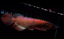 純血印尼紅龍魚活魚大湖赤血辣椒紅龍練手魚苗熱帶大型高端觀賞魚 超血紅龍【16-18cm】視頻看魚 曬單實拍圖