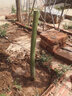 花無(wú)涯（huawuya）法國梧桐樹(shù)苗速生法桐苗青皮梧桐苗庭院風(fēng)景工程綠化苗木梧桐樹(shù)苗 曬單實(shí)拍圖