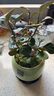 泰西絲小盼菩提盆栽綠植花卉+綠色福韻陶瓷盆+苔蘚+塑料圓托 源頭直發(fā) 曬單實(shí)拍圖