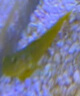 興國海Singosea興國海（Singoseafarm）黃金蝦虎 黃蝦虎魚活體海水觀賞魚 海缸珊 黃金蝦虎3-5cm 曬單實拍圖