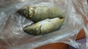 東強(qiáng)釣魚小藥大全黑坑野釣魚餌料鯽魚草鯉魚千里香果酸添加開(kāi)口誘魚劑 專攻野釣鯽魚組合套餐 曬單實(shí)拍圖