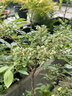 藍(lán)莓樹果苗藍(lán)莓苗盆栽地栽果苗帶大果南北方種植苗兔眼綠寶石果樹 精品一級苗：薄霧【全國種植】 十二年大苗【結(jié)果爆滿】送肥料 曬單實拍圖