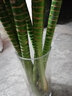 八目尚賞水培富貴竹綠植花卉轉(zhuǎn)運竹龍竹開運竹大葉竹水養(yǎng)竹子花草植物盆栽 玻璃圓柱25高 不含盆 曬單實拍圖