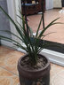 劉閣蘭花劉閣蘭花 春蘭老八種萬(wàn)字 梅瓣現帶花苞出售陽(yáng)臺室內綠植花卉盆栽 4苗連體裸根帶花苞 曬單實(shí)拍圖
