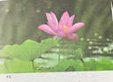 聆聽(tīng)萬(wàn)物的歌唱：《詩(shī)經(jīng)·國(guó)風(fēng)》講讀 曬單實(shí)拍圖