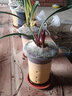 碧候蘭園終于降價(jià)啦建蘭紅草紅荷蘭花濃香型老種矮種四季蘭稀有品種高檔 1顆1苗2芽紅草不帶花/裸根包順豐 曬單實(shí)拍圖