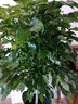 嘆為觀(guān)止手耕田幸福樹(shù)綠寶大型植物客廳辦公室室內盆栽三桿三層幸福樹(shù)好養 獨桿幸福樹(shù)1.3-1.4米高 含盆 曬單實(shí)拍圖
