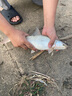 黃金眼 新款三代碳素小碎目魚(yú)漂冬釣鯽魚(yú)浮標高靈敏度醒目浮漂 三代碳素T-06 3號一支小碎目加粗尾 曬單實(shí)拍圖