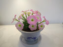 玖枝苑 批發(fā)優(yōu)質(zhì)塑料花盆 白色圓形簡(jiǎn)約花盆 陽(yáng)臺種花種菜多肉育苗盆含托盤(pán) 210型-口徑18.5厘米 加托盤(pán) 曬單實(shí)拍圖