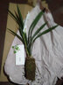 華香園蘭花 濃香墨蘭 白墨 冬帶花苞 辦公室內盆栽盆景耐陰優(yōu)雅植物 白墨 1棵2苗 帶花苞  裸根發(fā)貨 曬單實(shí)拍圖