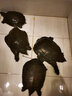 傲龍釣甲魚鋼絲子線雙鉤套裝掉甲魚王八釣鱉專用鉤子歪嘴吊甲魚勾子 甲魚鉤子【鋼絲線中號10副】 曬單實拍圖