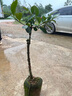 泰國無(wú)籽山竹苗山竹樹(shù)苗果樹(shù)盆栽地栽當年結果成活率高耐寒品種 泰國四年山竹苗（帶土球帶葉） 70cm(含)-79cm(含) 曬單實(shí)拍圖