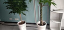 胡麗綠植盆栽金錢樹綠蘿發(fā)財(cái)樹綠植客廳大盆栽大型綠植辦公室室內(nèi)植物 幸福樹1.3-1.5米含陶瓷盆 曬單實(shí)拍圖