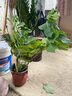 花行榜繡球花苗盆栽花卉綠植物庭院陽(yáng)臺無(wú)盡夏40-50cm高+加侖盆源頭直發(fā) 曬單實(shí)拍圖