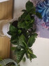 錦楓梔子花盆栽花卉植物室內帶花苞陽(yáng)臺水培綠植大樹(shù)苗四季好養 開(kāi)花組合梔子花+茉莉花雛菊吸水 帶盆栽好 曬單實(shí)拍圖