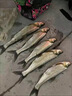 小早川日本原裝進(jìn)口路亞線(xiàn)專(zhuān)用PE線(xiàn)大力馬魚(yú)線(xiàn) 強拉力正品100米 2號 曬單實(shí)拍圖