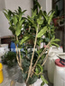 桂花樹(shù)苗桂花苗盆栽金桂四季桂室內外濃香型陽(yáng)臺花卉綠植庭院盆景植物 丹桂【濃香型】 6年苗【花滿(mǎn)樹(shù)粗壯】 曬單實(shí)拍圖