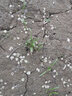 萌蘊（MengYun）除蟲(chóng)菊種子驅蚊草驅蟲(chóng)菊防蚊驅蚊花多年生花種籽子盆栽花卉花種子 除蟲(chóng)菊50克 曬單實(shí)拍圖