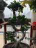朵芮蜜榕樹盆景老樁大型金錢榕樹盆栽S型彎8字造型人參榕樹苗室內(nèi)外小葉 8字榕樹-帶土原盆-8年苗高60cm 不含盆 曬單實拍圖