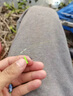 杰米仕 魚線主線組斑點(diǎn)隱形手工綁好成品線組臺(tái)釣魚線套裝主線無魚鉤組合 線號(hào)#3.0 八字環(huán)款 6組裝7.2米 曬單實(shí)拍圖
