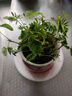 愛你一萬年含羞草小盆栽室內(nèi)陽臺(tái)植物四季常青易種花卉怕羞草害羞草趣味植物 含羞草【粉色笑暈馬卡龍盆】 曬單實(shí)拍圖