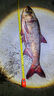 颶利強電子夜光大肚漂魚(yú)漂超亮磯釣浮漂遠投立漂海竿漂醒目鰱鳙釣組浮標 夜光大肚漂/咬鉤變色/吃鉛70-80g 曬單實(shí)拍圖